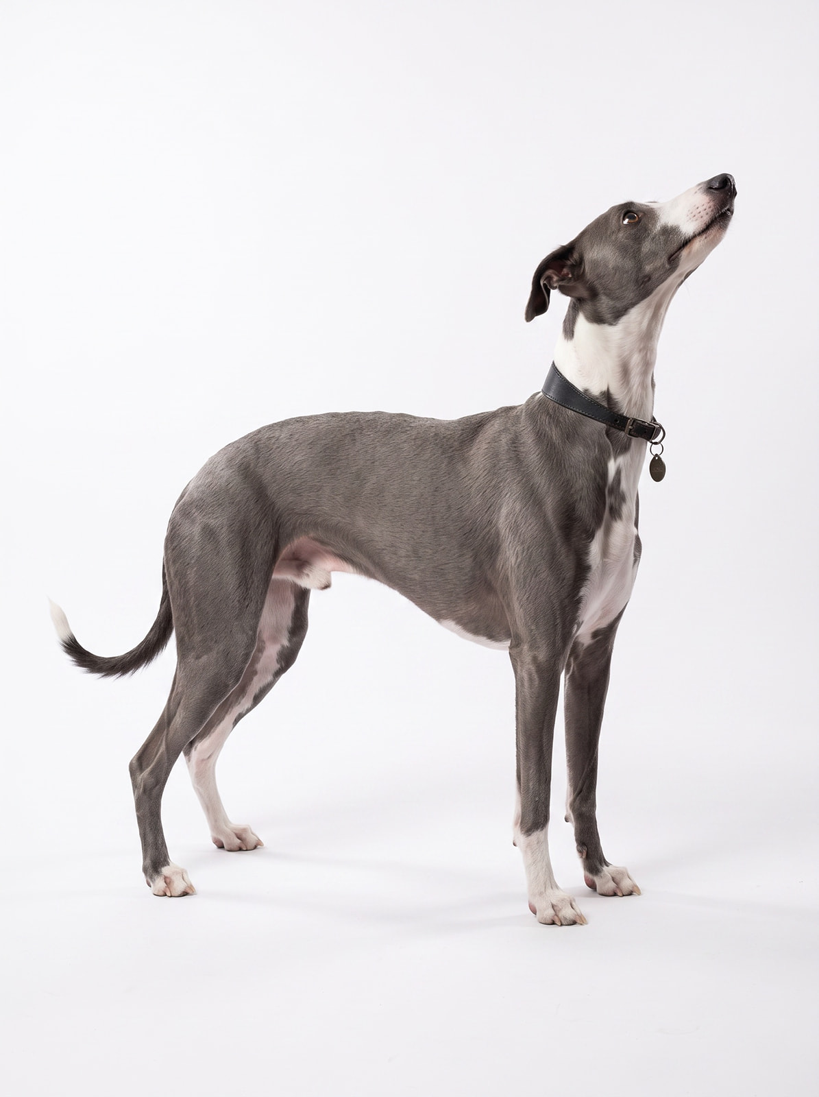 Will the whippet
