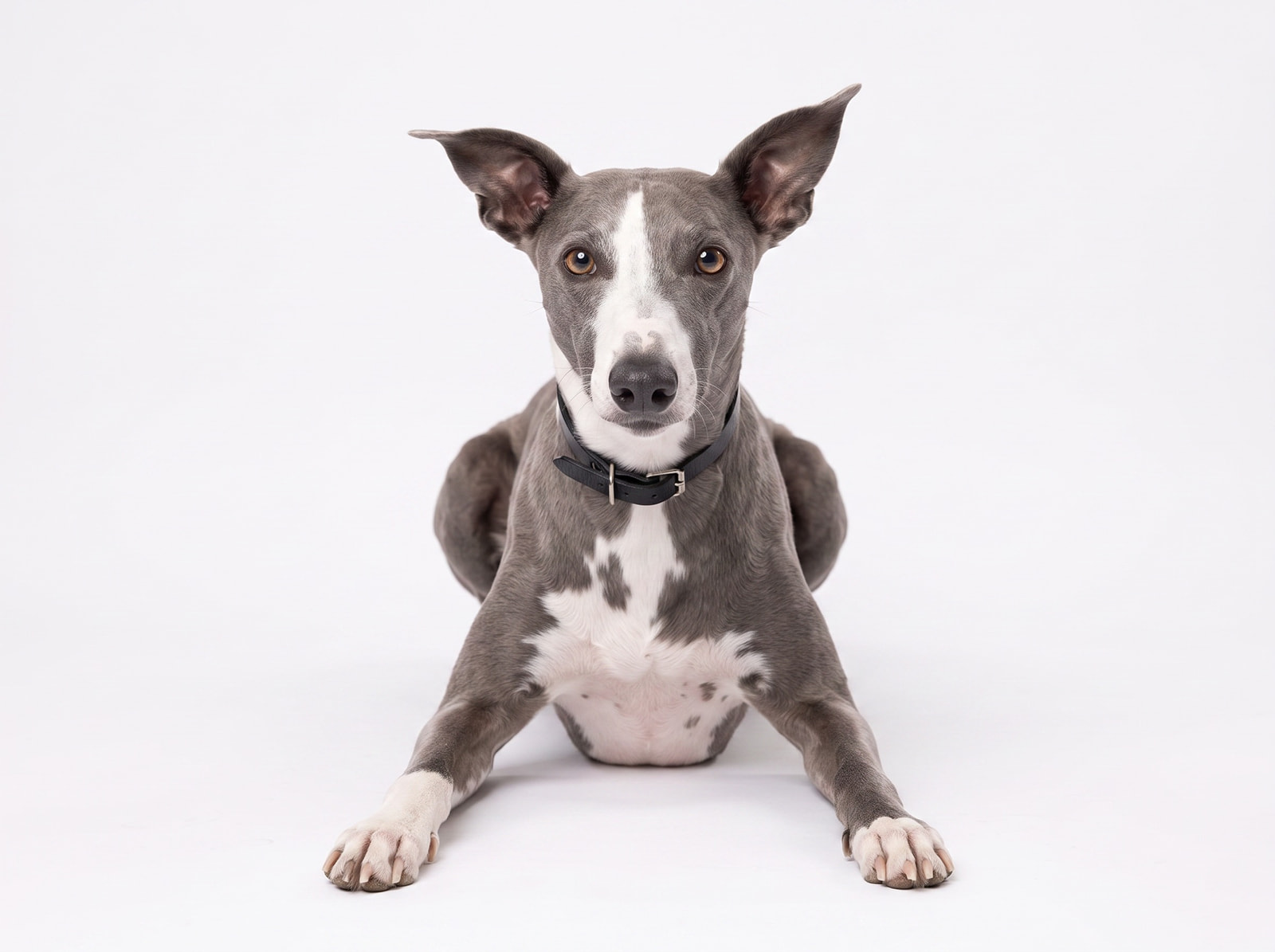 Will the whippet