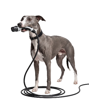 Will the whippet with an EV charging lead