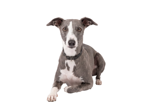 Will the whippet