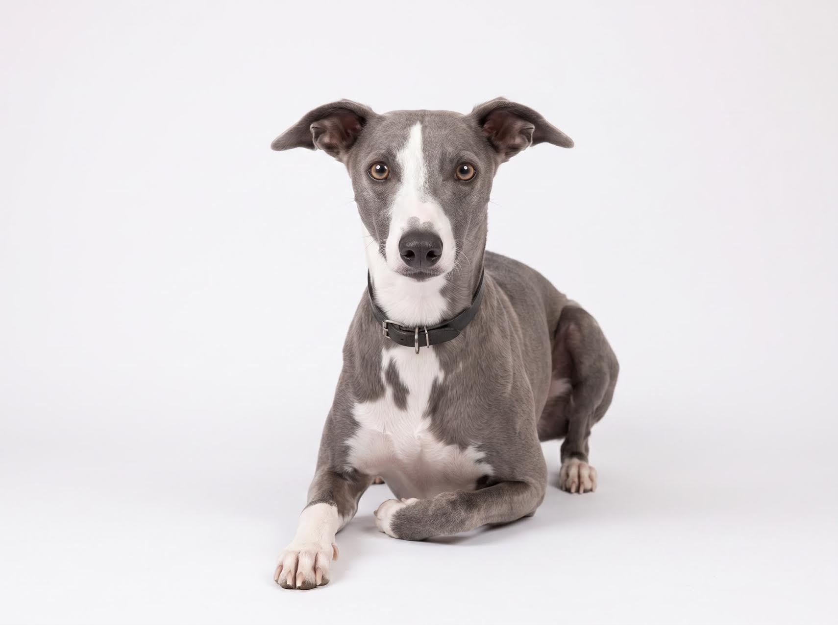 Will the whippet